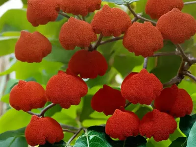 Barbados Nut (Jatropha Curcas)