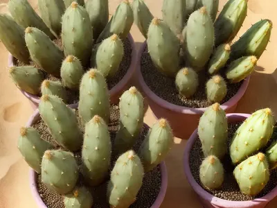 Barbary Fig (Opuntia Vulgaris)