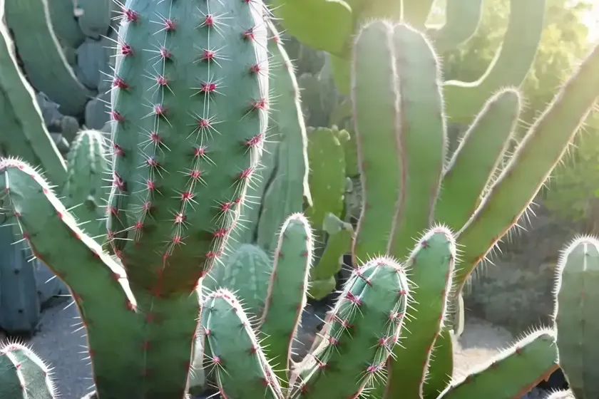 Barbed-wire cactus (acanthocereus tetragonus) — photo 3