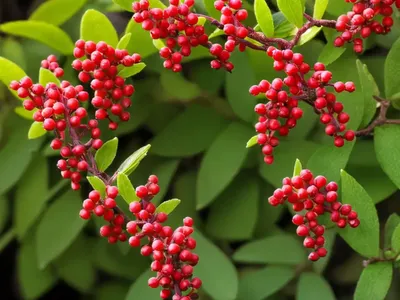 Barberry (Berberis X Mentorensis)