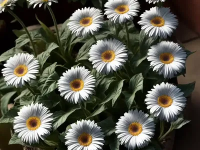 Barberton Daisy Gerbera Jamesonii (Gerbera Jamesonii )