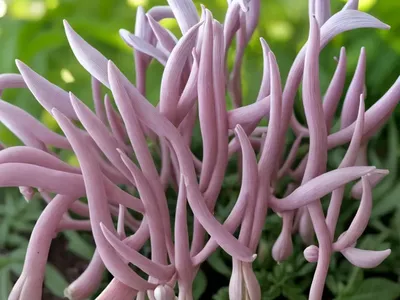 Baronola’S Fumitory (Fumaria Barnolae)