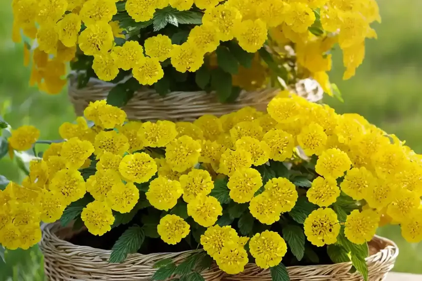 Basket-of-gold (Aurinia Saxatilis) — photo 3