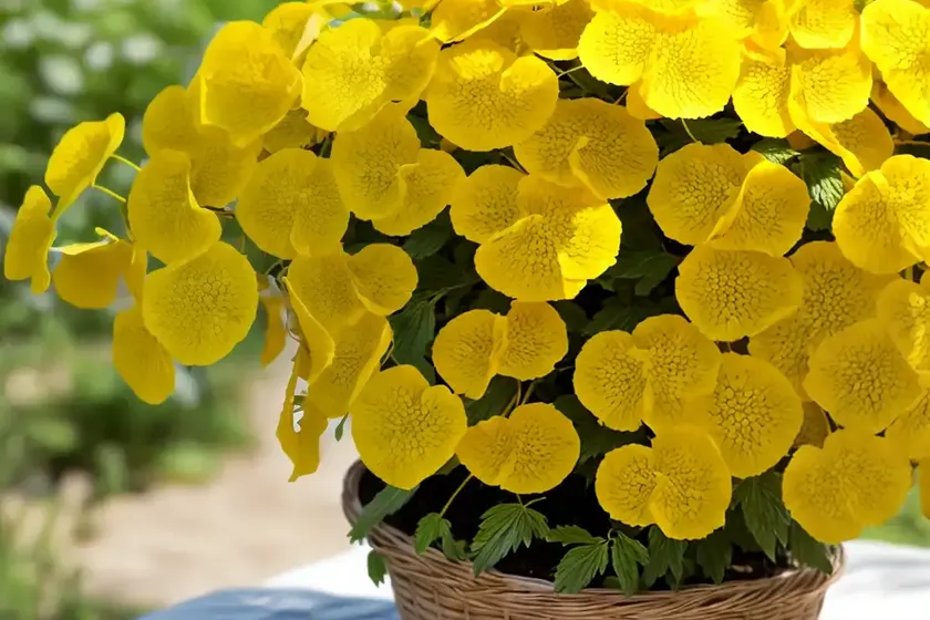 Basket of gold (aurinia saxatilis) — photo 2