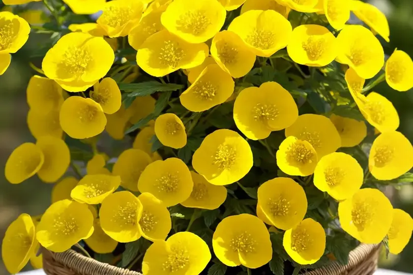Basket of gold (aurinia saxatilis) — photo 3