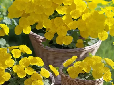 Basket Of Gold (Aurinia Saxatilis)