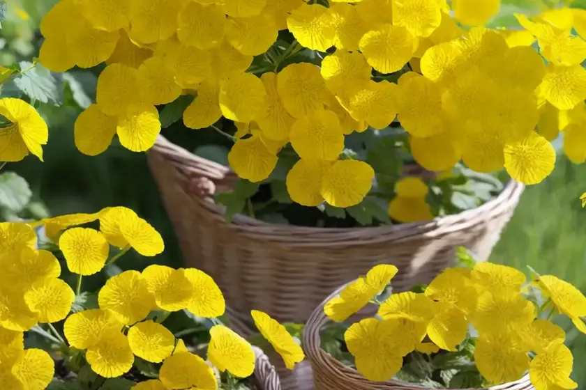 Basket of gold (aurinia saxatilis)