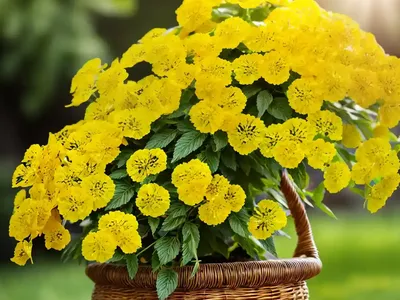 Basket-of-gold (Aurinia Saxatilis)