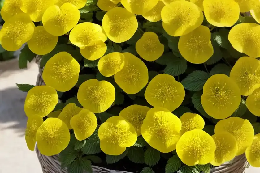 Basket of gold (aurinia saxatilis ‘dudley nevill variegated’) — photo 2
