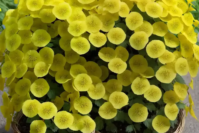 Basket of gold (aurinia saxatilis ‘dudley nevill variegated’) — photo 3