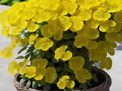 Basket Of Gold (Aurinia Saxatilis ‘Dudley Nevill Variegated’)