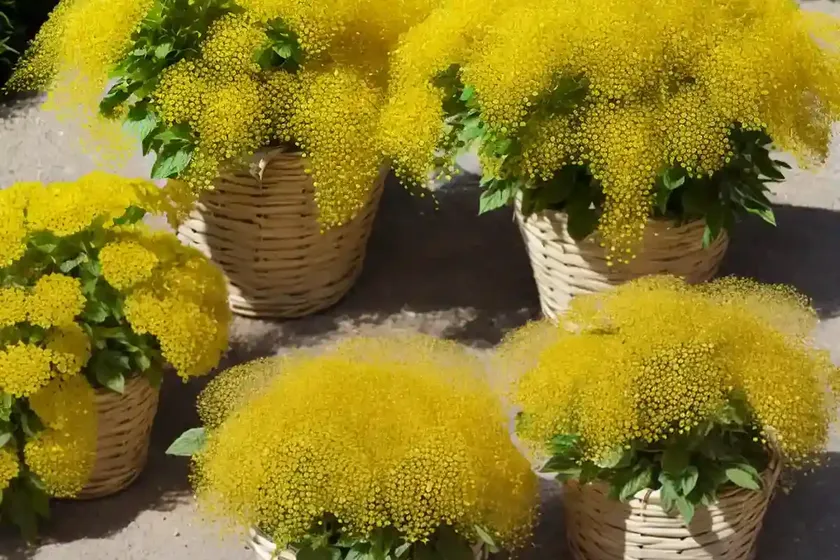 Basket of gold (aurinia saxatilis ‘gold dust’) — photo 2