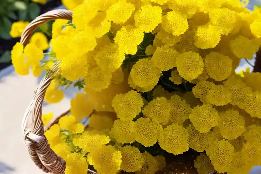 Basket of gold (aurinia saxatilis ‘gold dust’) — photo 3