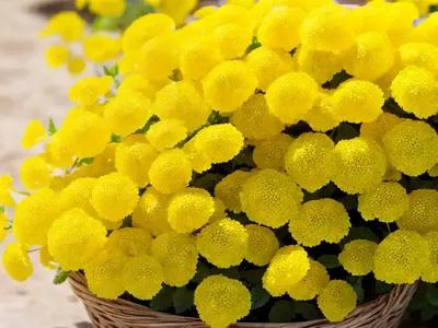 Basket Of Gold (Aurinia Saxatilis ‘Gold Dust’)