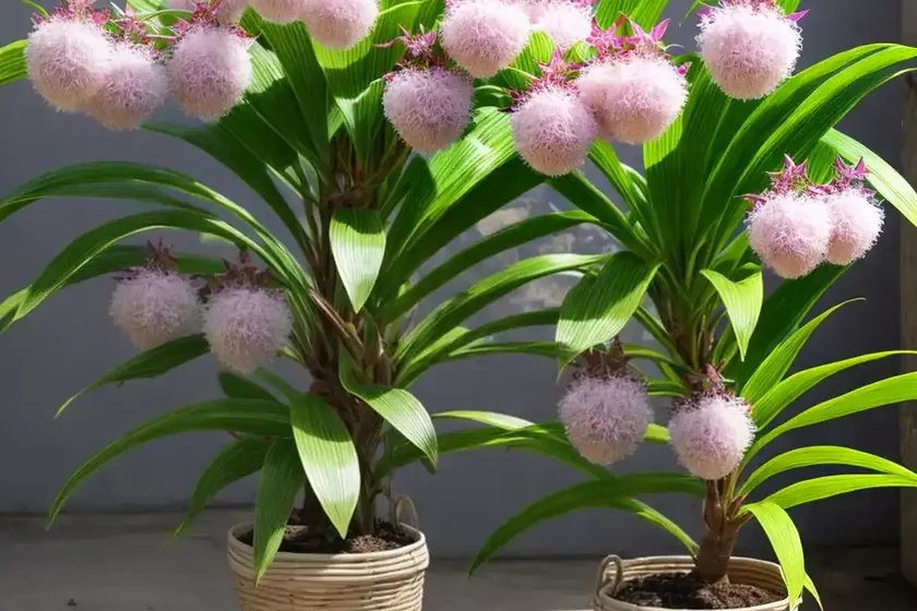 Basket plant (callisia fragrans) — photo 2