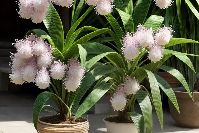 Basket plant (callisia fragrans) — photo 3
