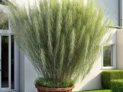 Basket Willow (Salix Viminalis)