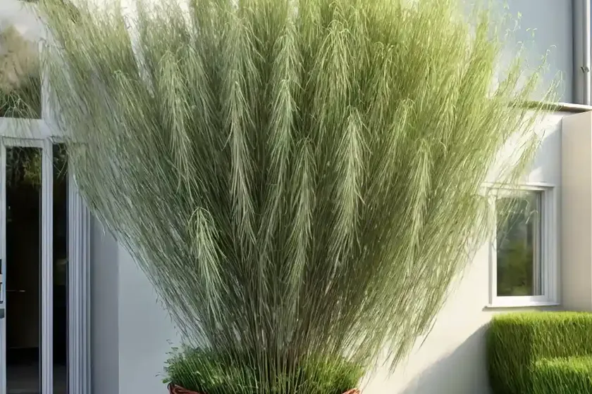 Basket Willow (Salix Viminalis)