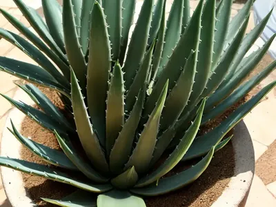 Basotoland Aloe (Aloe Polyphylla)