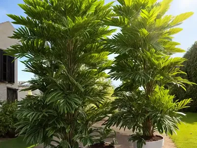 Bastard Cobas (Cyphostemma Juttae)