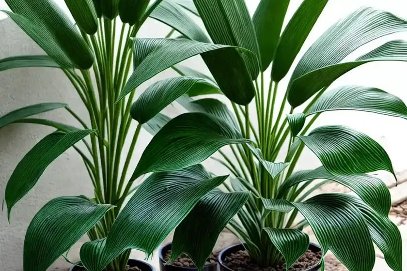 Bat flower plant (tacca chantrieri) — photo 3