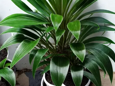 Bat Plant (Tacca Integrifolia)