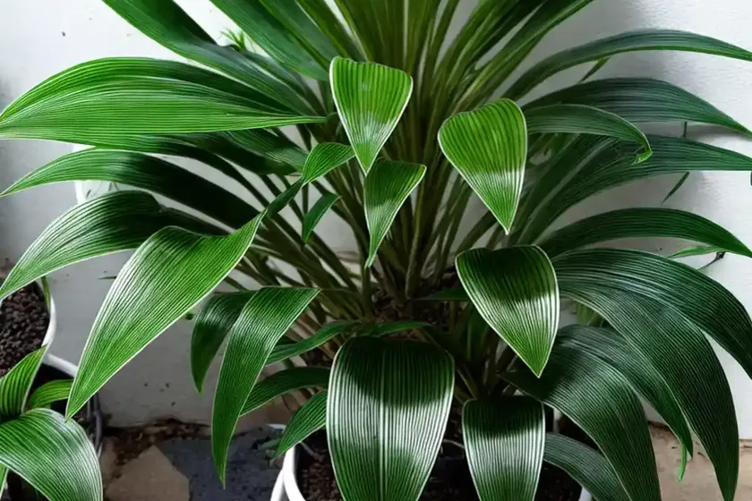 Bat plant (tacca integrifolia)