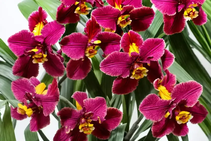 Bauer’s oncidium (oncidium baueri) — photo 2