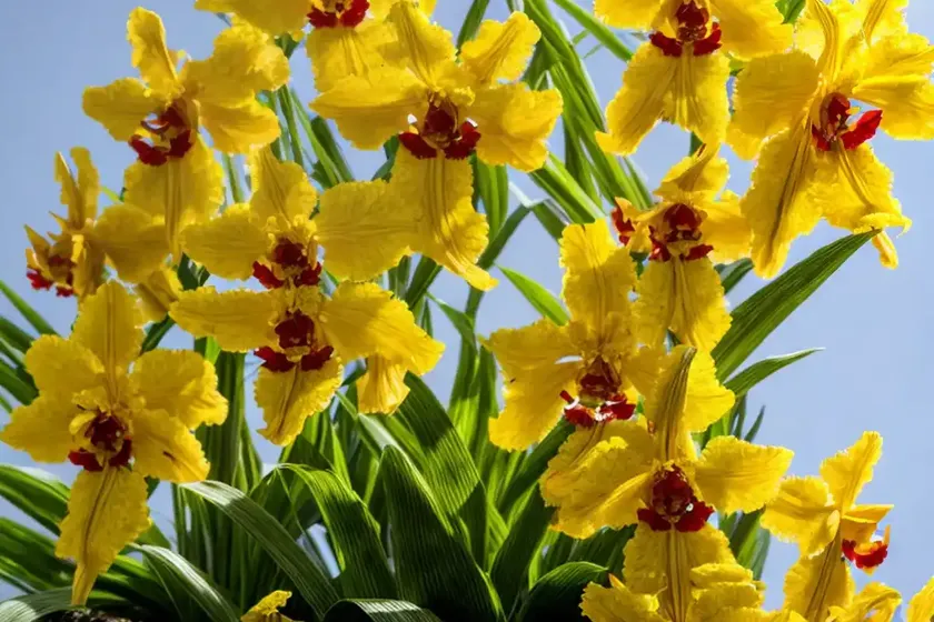 Bauer’s oncidium (oncidium baueri) — photo 3