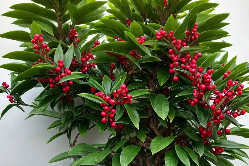 Bay laurel (laurus nobilis) — photo 2