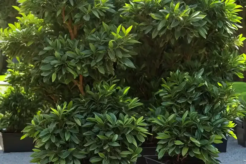 Bay laurel (laurus nobilis) — photo 2