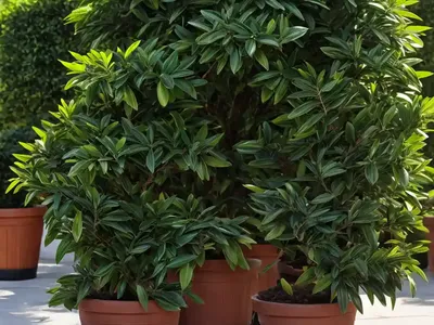 Bay Laurel (Laurus Nobilis)