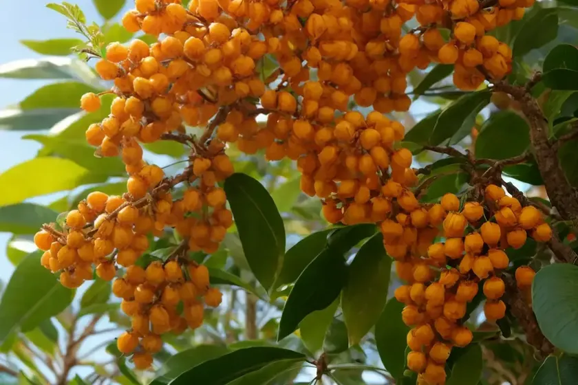 Bay Rum Tree (Pimenta Racemosa) — photo 3
