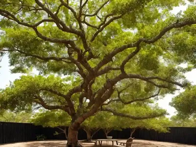 Bay Rum Tree (Pimenta Racemosa)
