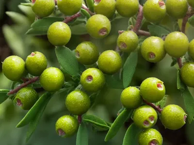 Bayberry (Myrica Pensylvanica ‘Morton’)