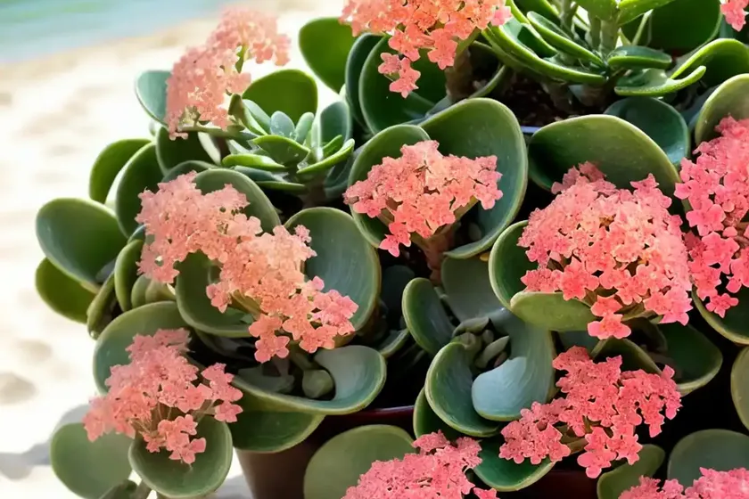 Beach bells (kalanchoe manginii) — photo 2
