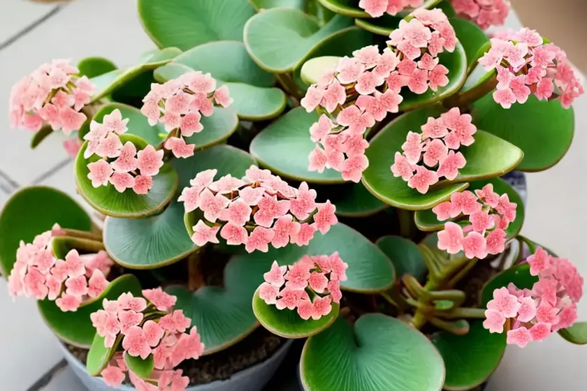 Beach bells (kalanchoe manginii) — photo 3