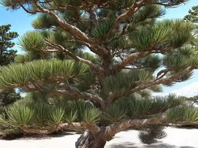 Beach Pine (Pinus Contorta Var. Latifolia ‘Chief Joseph’)