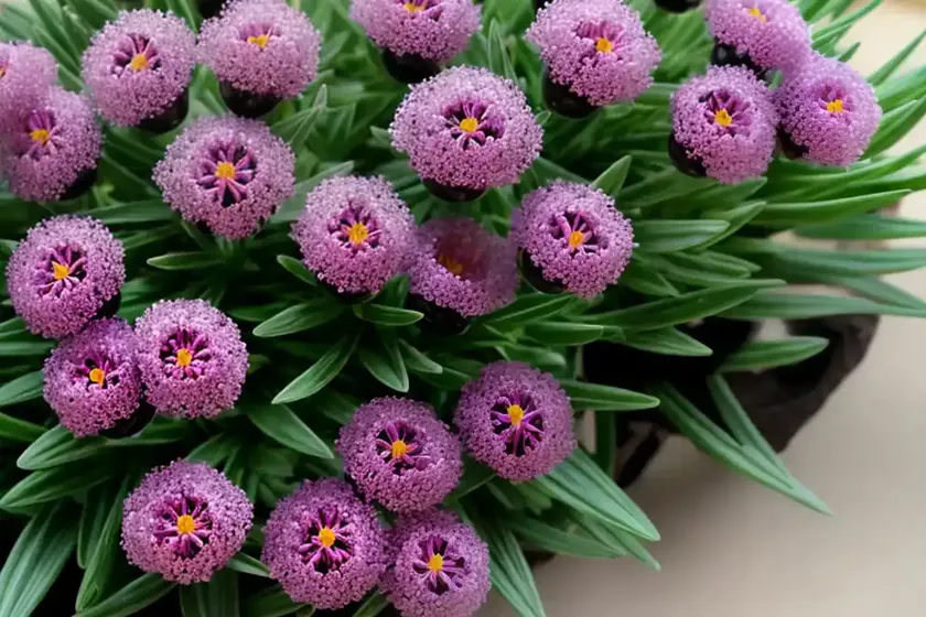 Beads lampranthus (braunsia maximiliani) — photo 2