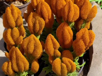 Bean Broomrape (Orobanche Crenata)