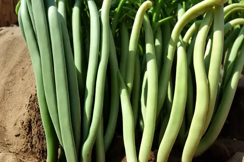 Bean (phaseolus vulgaris) — photo 2
