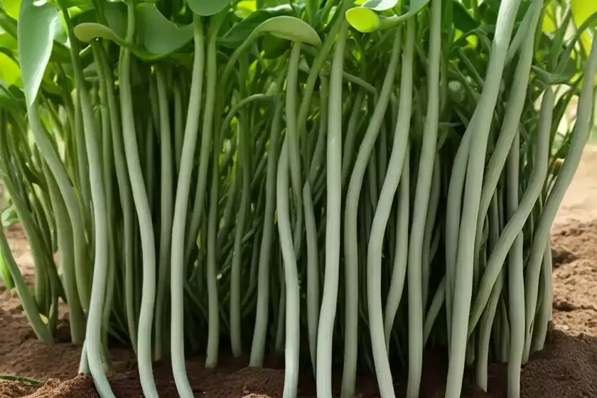 Bean (phaseolus vulgaris) — photo 3
