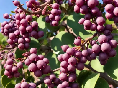 Bear-grape (Arctostaphylos Uva-ursi)