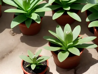 Bear Paw (Cotyledon Tomentosa)