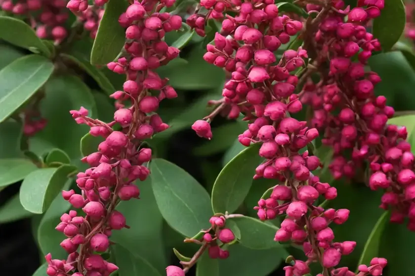 Bearberry (arctostaphylos uva-ursi ‘wood’s red’) — photo 2