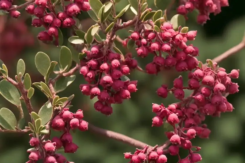 Bearberry (arctostaphylos uva-ursi ‘wood’s red’) — photo 3