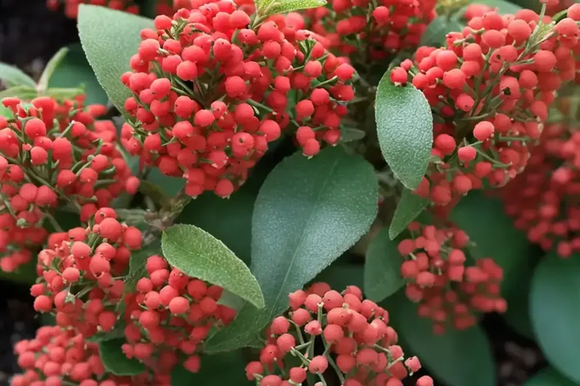 Bearberry cotoneaster (cotoneaster dammeri ‘coral beauty’) — photo 2