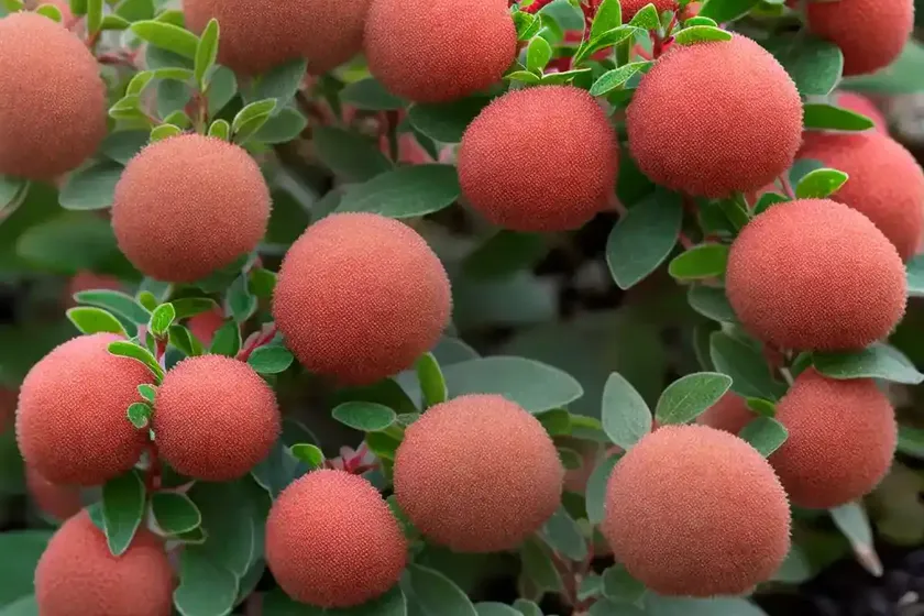 Bearberry cotoneaster (cotoneaster dammeri ‘coral beauty’)