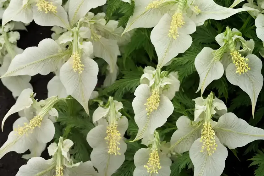 Bear’s breeches (acanthus hungaricus) — photo 3
