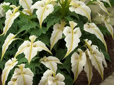 Bear’s Breeches (Acanthus Hungaricus)
